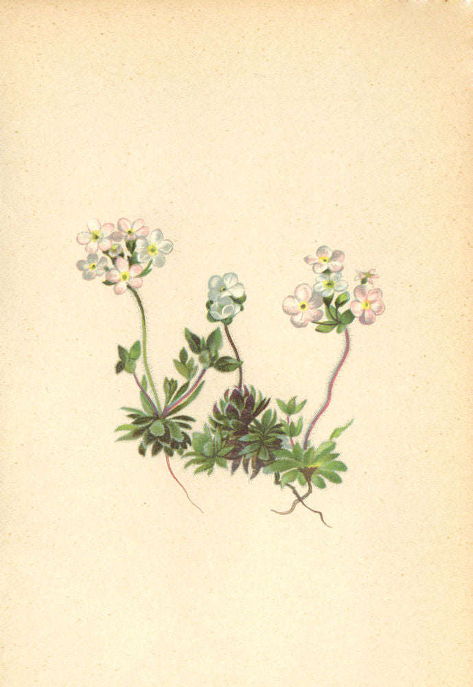 ALPENFLORA ALPINE FLOWERS. Androsace chamaejasme Host-Zwerg-Mannsschild 1897